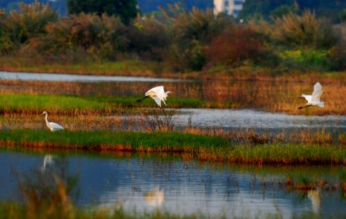 濕地保護監(jiān)控管理遠距離晝夜監(jiān)控系統(tǒng)方案