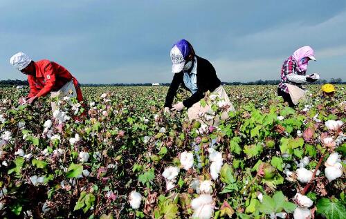 新疆農(nóng)場(chǎng)全天候監(jiān)控項(xiàng)目案例