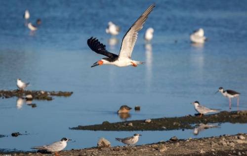 阿拉善濕地保護(hù)監(jiān)控系統(tǒng)